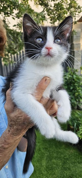 СРОЧНО! Котята ищут хозяина!