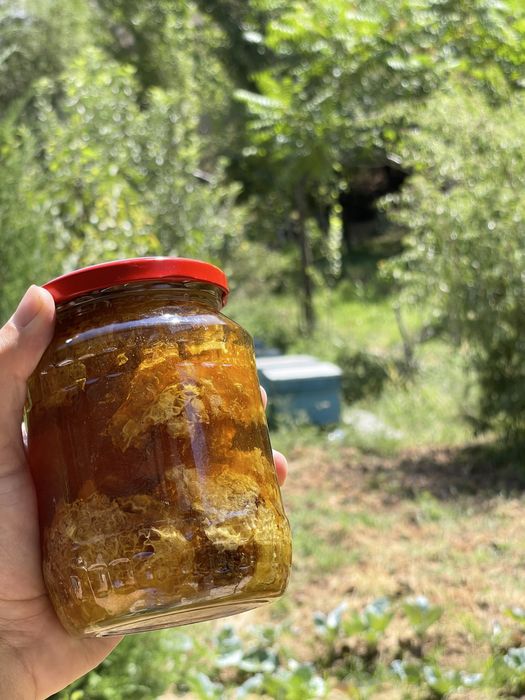 Asal tabiyy kiyik o’ti asli