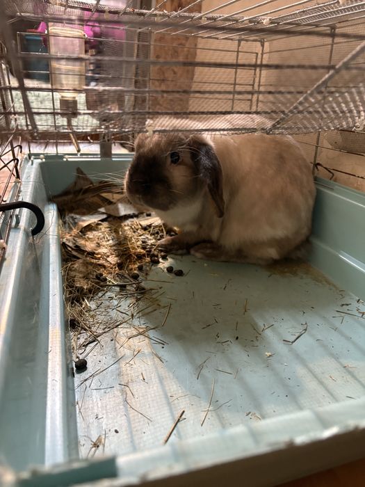 Декоративный кролик