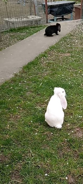 Berbec german masculi