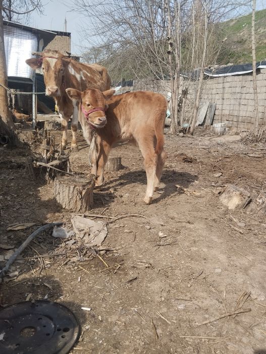 Ona bola sigir sotiladi