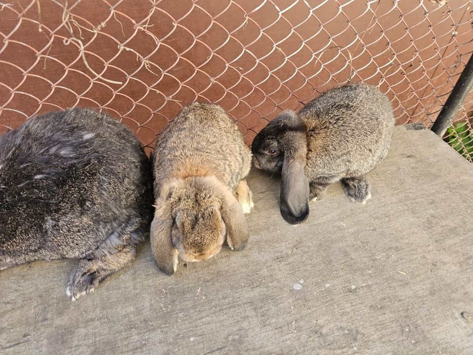 Iepuri marele berbec german