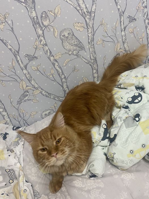 Ищем невесту, Мейн Кун