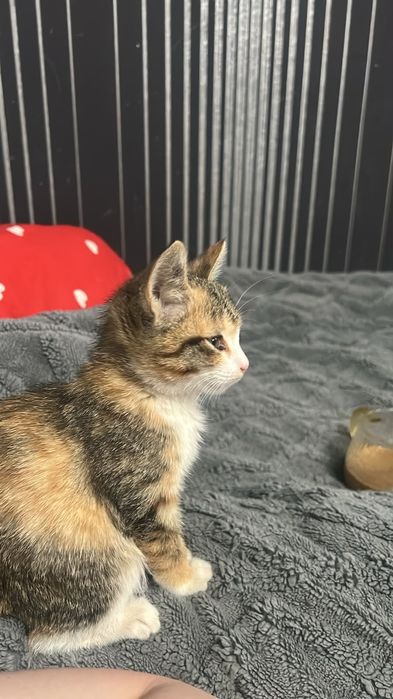 Отдам котенка в добрые руки