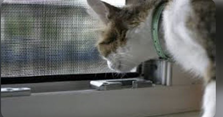 Moskitnaya setka Masketniy setka