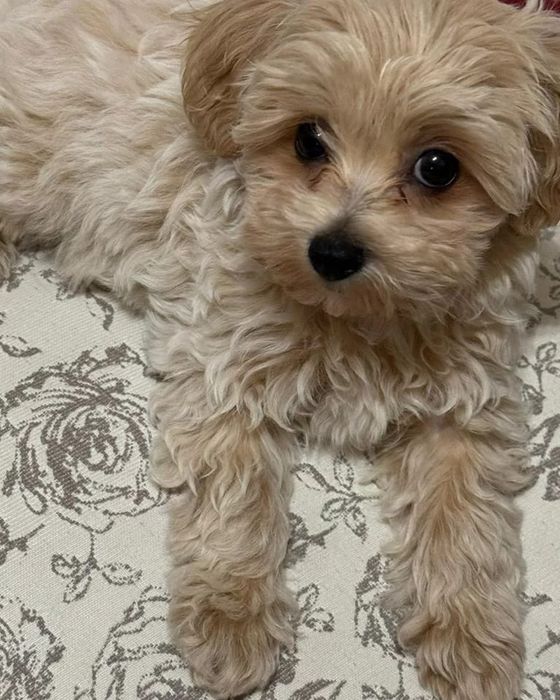 Мальтипу щеночки мальчики и девочки