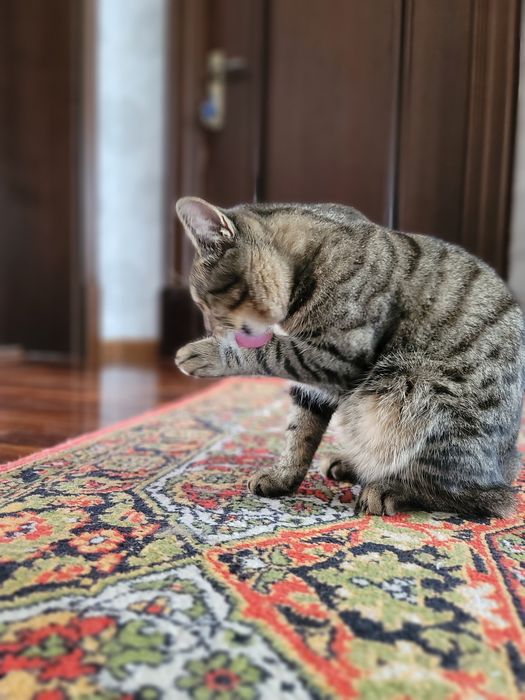 Мушук 6 ойлик угил бола