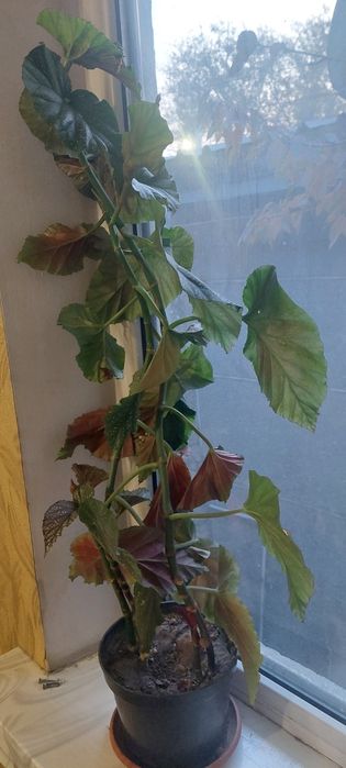 Продам цветы комнатные