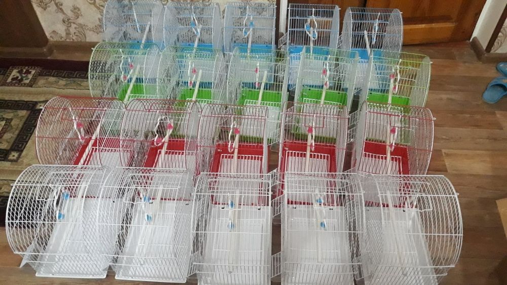 Попугай волнистые