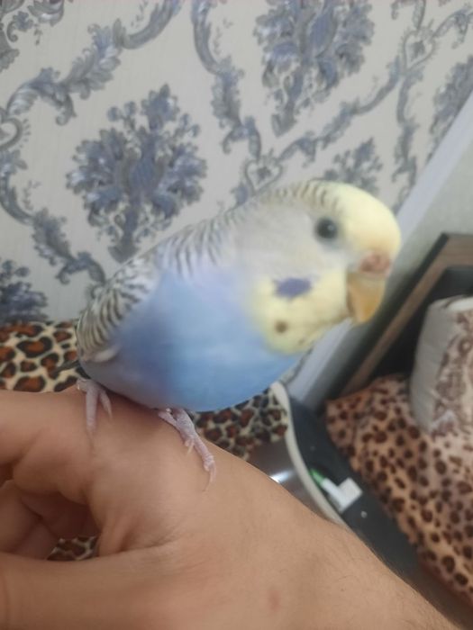 Ruchnoy valnisti papugay