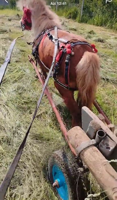 De vânzare poneiță 4 ani