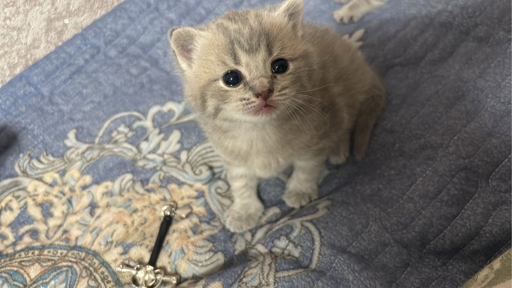 Котята породистые
