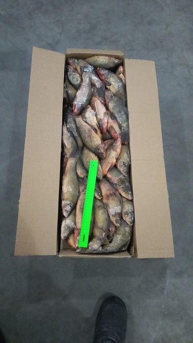 Продаем Линь замароженая