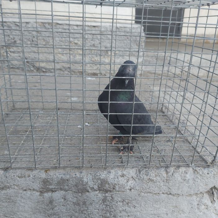 Жук такла насачуби самец