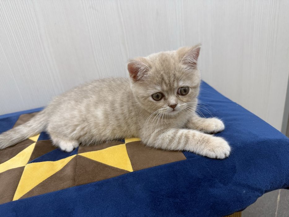 Шотландский Скотиш страйт