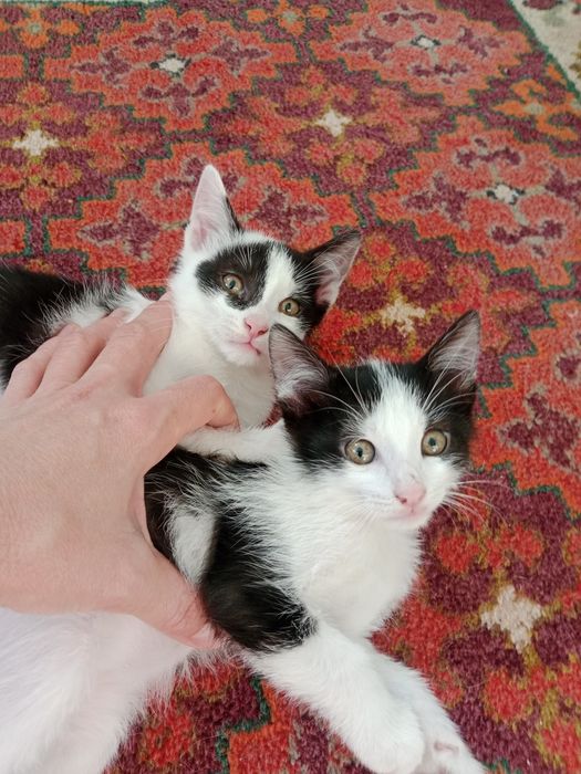 Отдам даром котят в добрые руки.