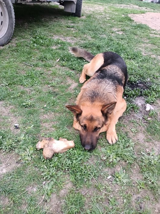 Вязка немецкая овчарка