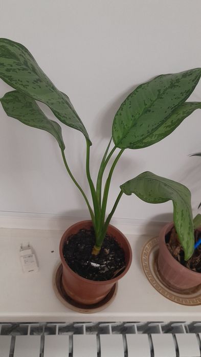 Комнатные цветы разные