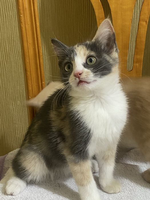Котёнок ищет дом