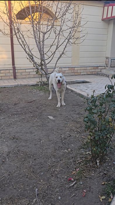 Алабай, молодой супер Тяж