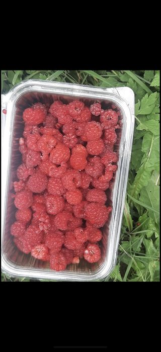 Vind zmeură proaspăt