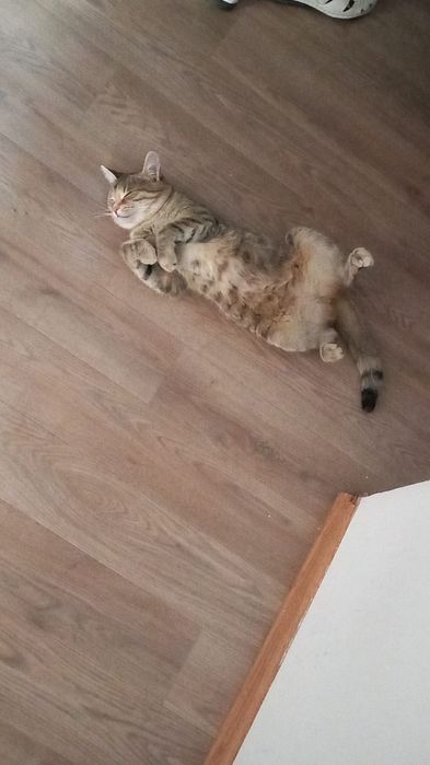 Отдам в добрые руки