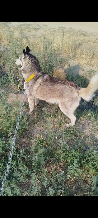 Xaski 7 oylik urğochi 100$ kelishtirib beramiz