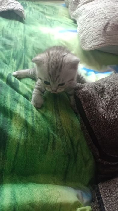 Продам котят скотиш фолд