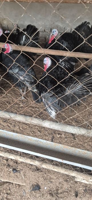 Kurkalar sotiladi zor boqilgan