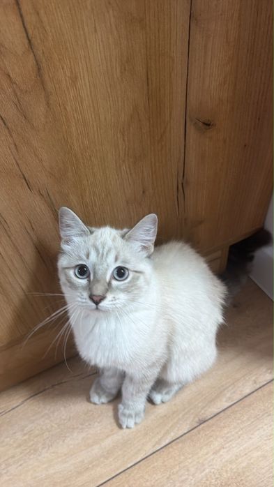 Котенок в хорошие руки