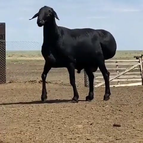 qurbonlik uchun qo'chqorlar