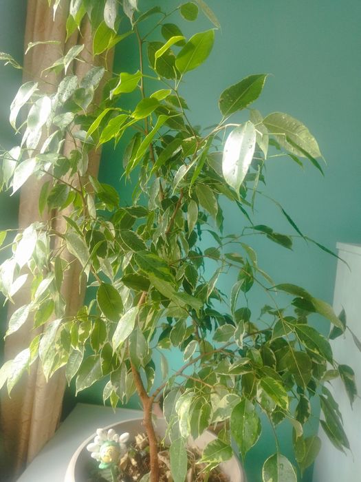 Продам взрослые фикусы Бенджамина