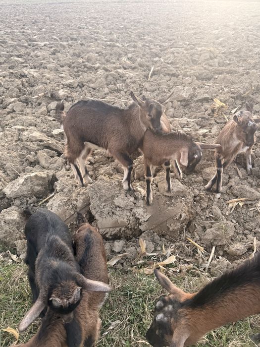 Iezi alpina franceza (5bucati)