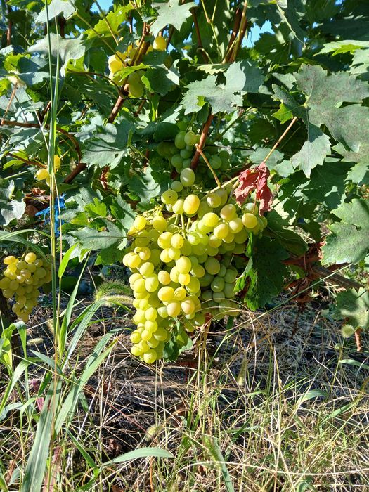 Vănd struguri merlot
