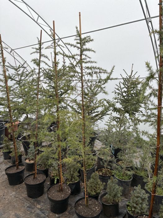 Бързорастящи и вечнозелени растения