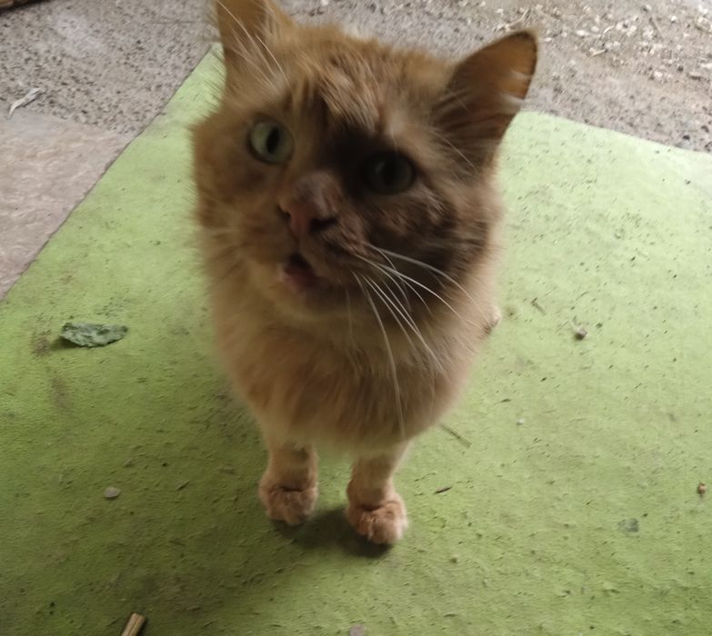 Найден рыжий кот