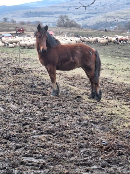 Manz de vanzare sau schimb cu animale sau auto