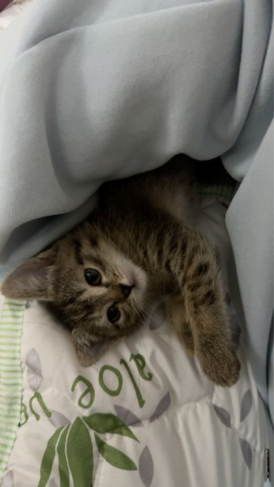 Котенок ищет дом