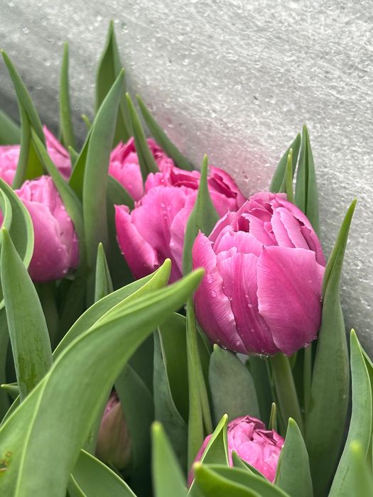 Тюльпаны премиум качества