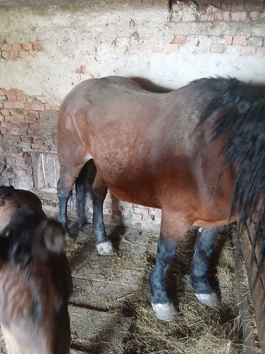 Vand iapa de 4 ani cu mânz mai multe detalii in privat