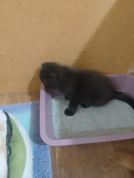 Отдам котят бесплатно