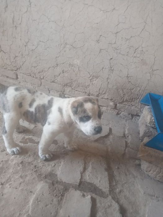 Alabay kuchuk sotiladi 300