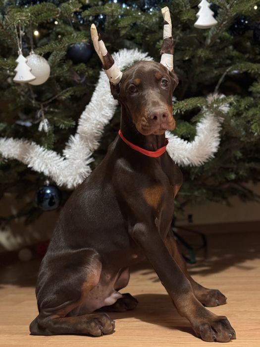 Cățeluș Doberman cu pedigree