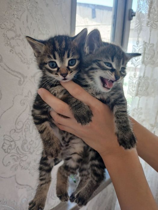 Отдам дарим милых котят в заботливых рукам