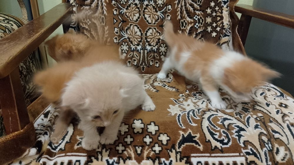Отдам котят бесплатно