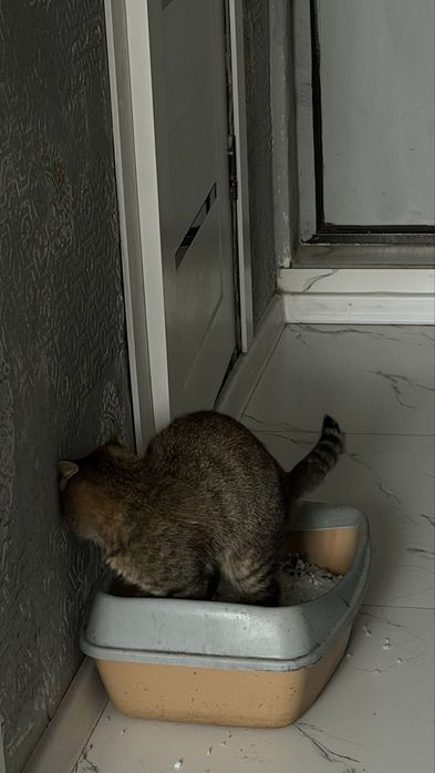 Милая кошка ищет дом