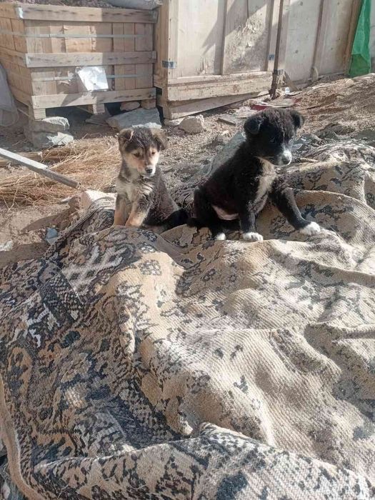 4 та кучукча хадияга