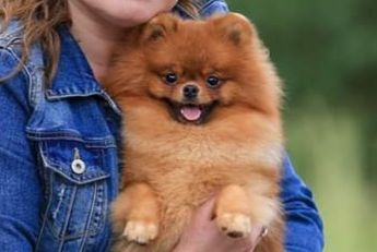 Померанский шпиц,вязка