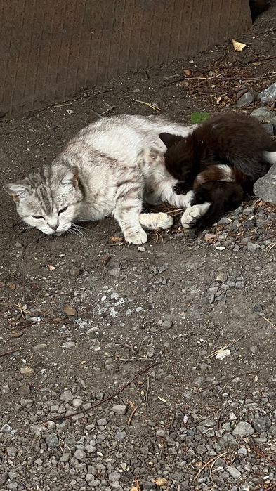 Отдам котят бесплатно