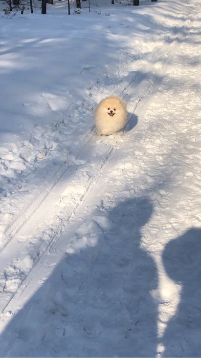 Померанский шпиц